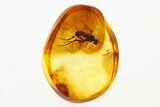 Fossil Fly (Dolichopodidae) w/ Attached Phoretic Mites in Baltic Amber #275500-1